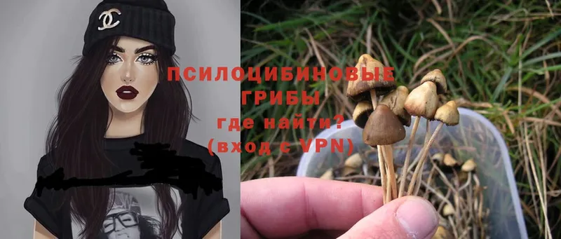 Псилоцибиновые грибы Psilocybe  Шумерля 